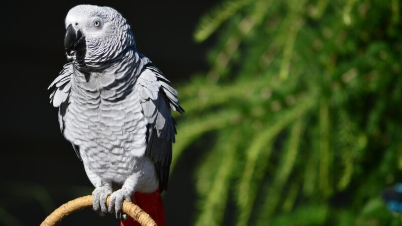 African Grey Parrot Identification