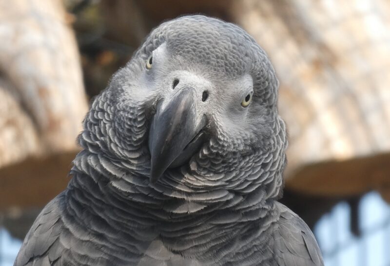 African Grey Parrot Lifespan