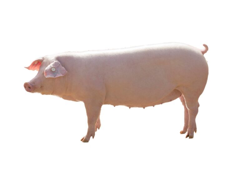 All You Need to Know About American Landrace Pigs