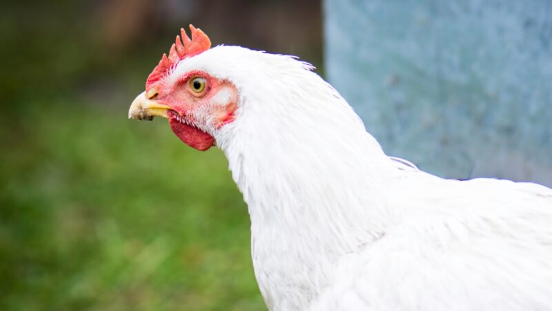Amberlink Chicken Identification