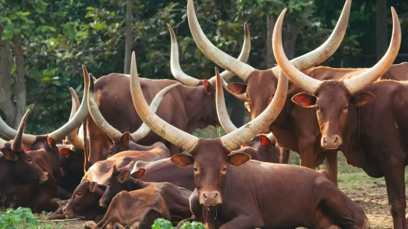 Ankole Watusi Cattle History