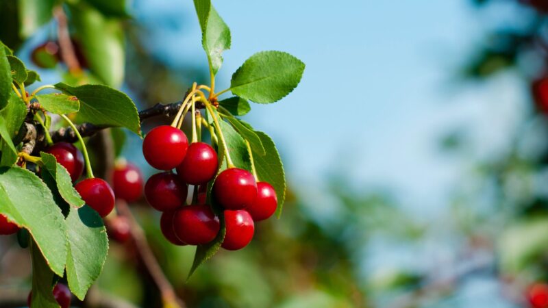 Are Cherries Healthy for Chickens