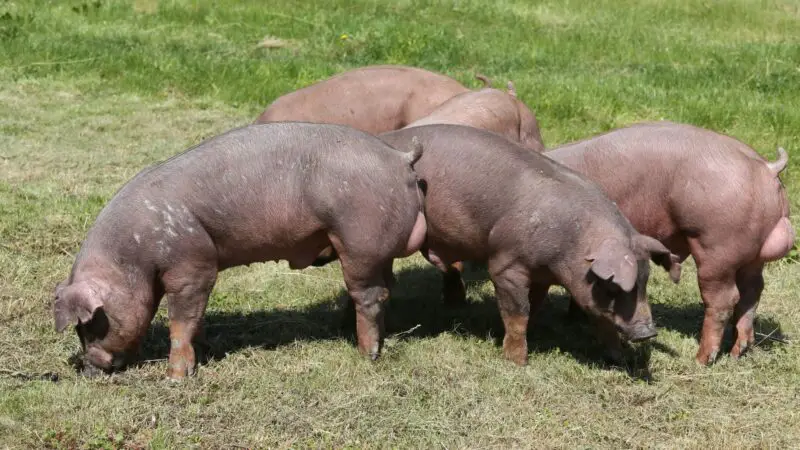 Are Duroc Pigs Good for Meat