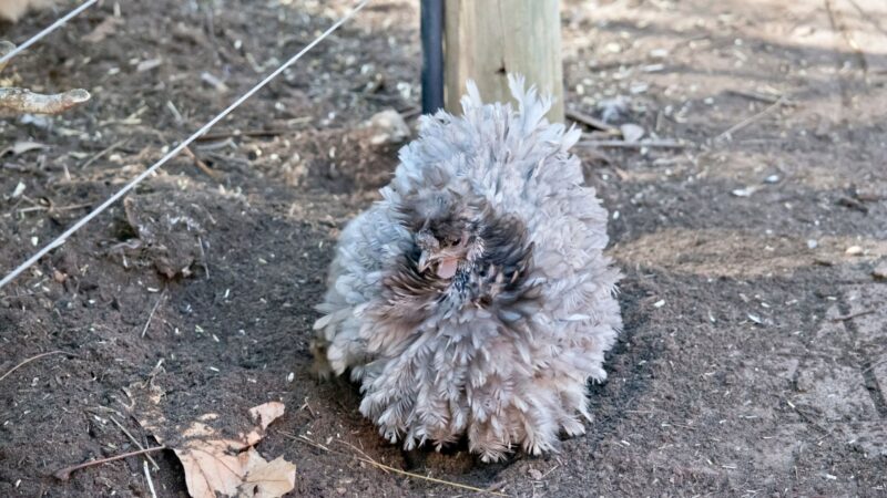 Are Frizzle Chickens a Heavy Breed