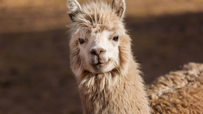 Are Llamas Good Pets