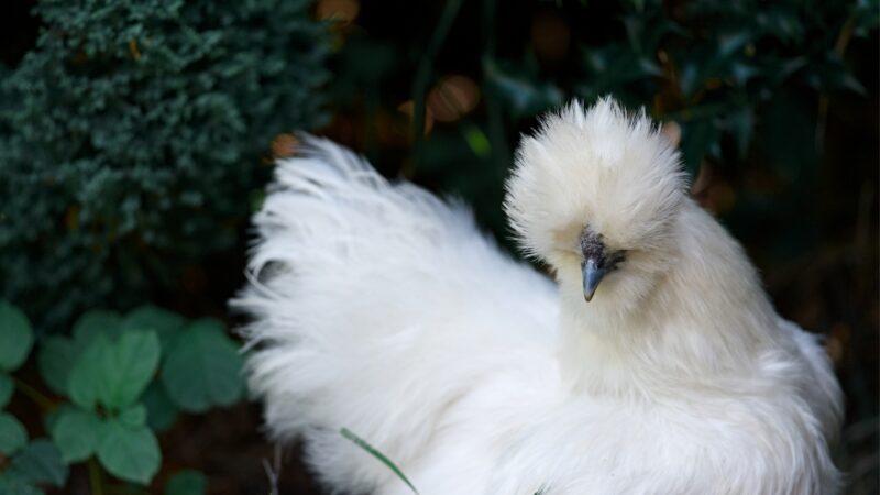 Are Porcelain Silkie Chickens a Heavy Breed