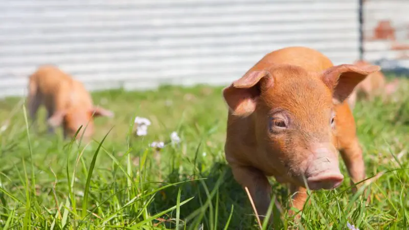 Are Tamworth Pigs a Heavy Breed