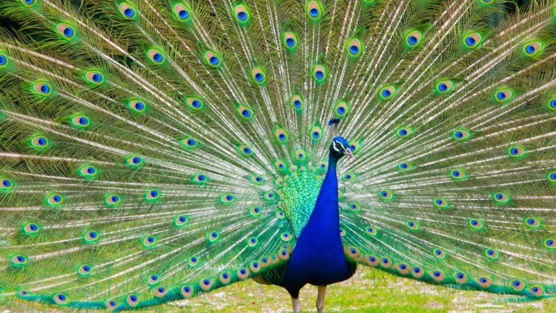 Asia Peacock