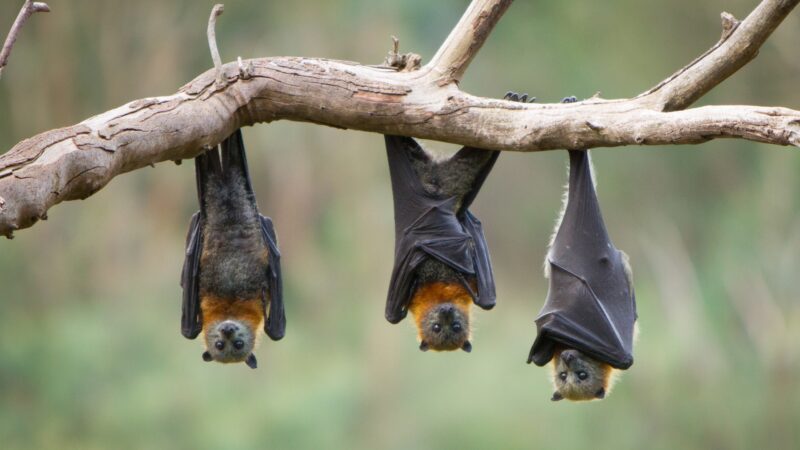 Bats