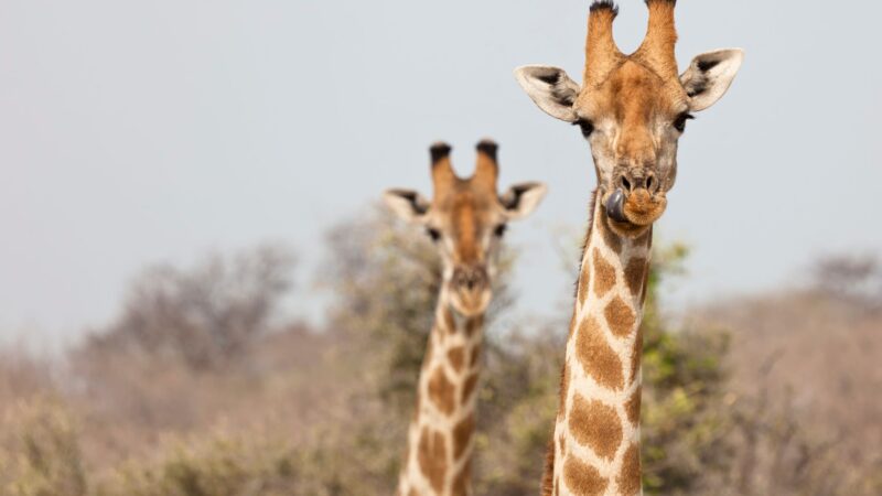 Best Male and Female Giraffe Names