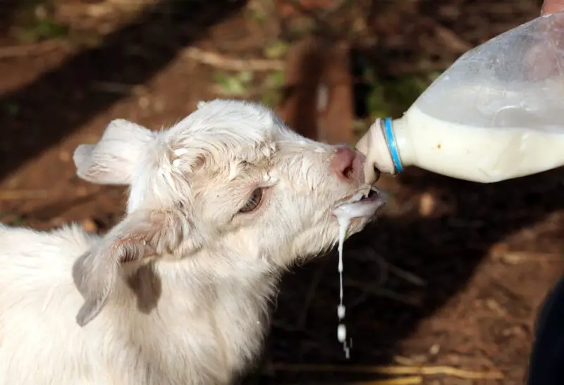 Bottle Feeding Baby Goats