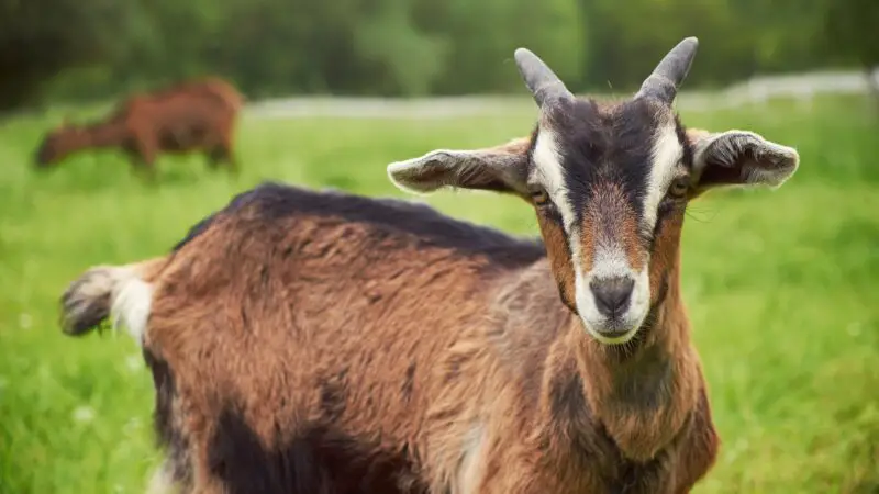 Can Goats Get Sick From Chicken Poop