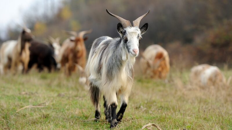 Can Goats See Colors