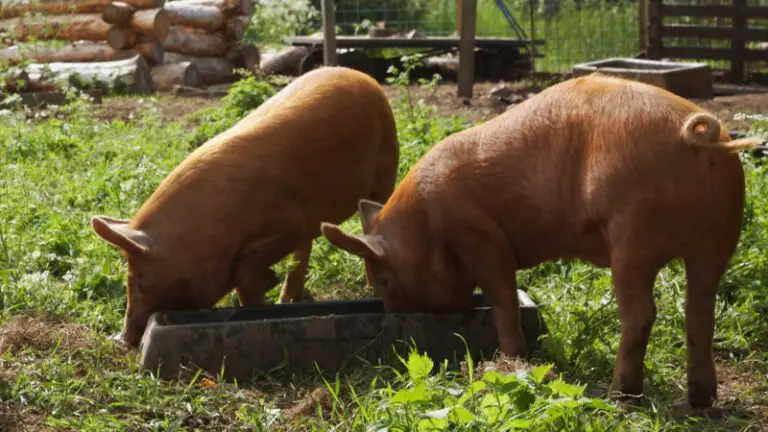 what-is-the-best-way-to-feed-farm-pigs-important-facts-farm-and-chill