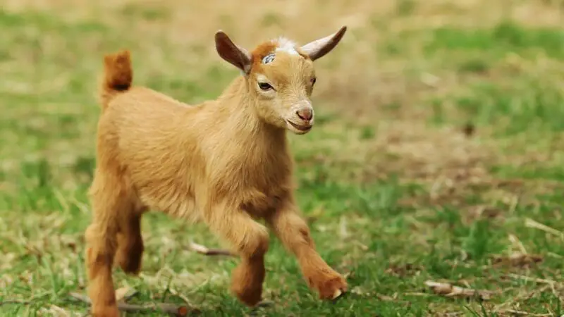 Can You Deworm a Nursing Goat