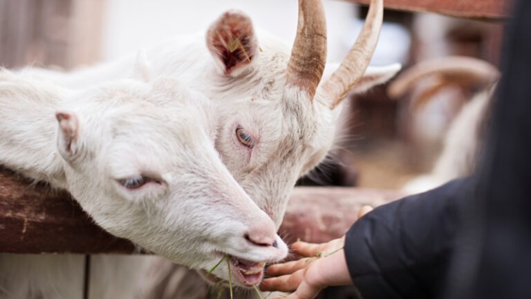 bottle-feeding-baby-goats-basics-and-beyond-farm-and-chill