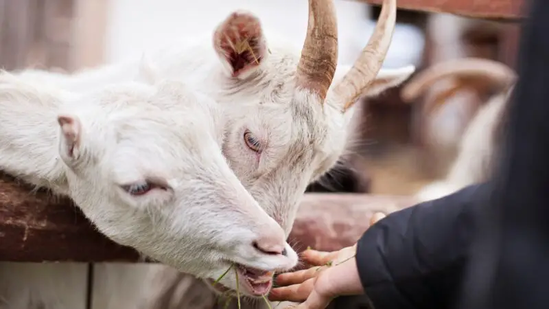 Can You Overfeed a Baby Goat