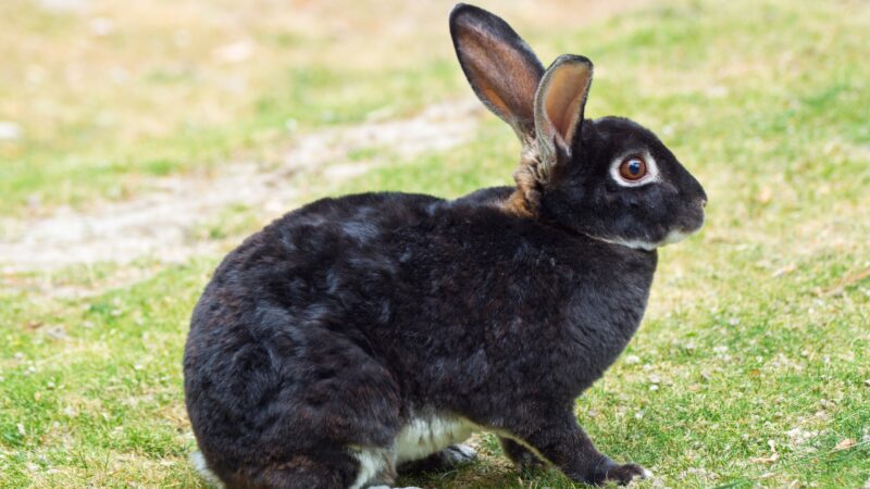 Common Health Issues of Silver Marten Rabbits