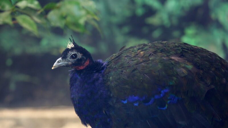 Congo Peafowl