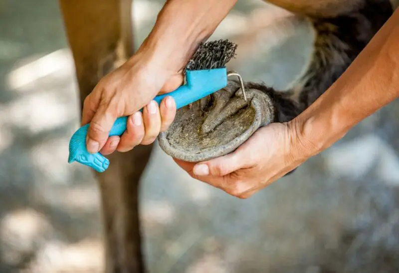 Do You Have to Trim Pygmy Goat Hooves