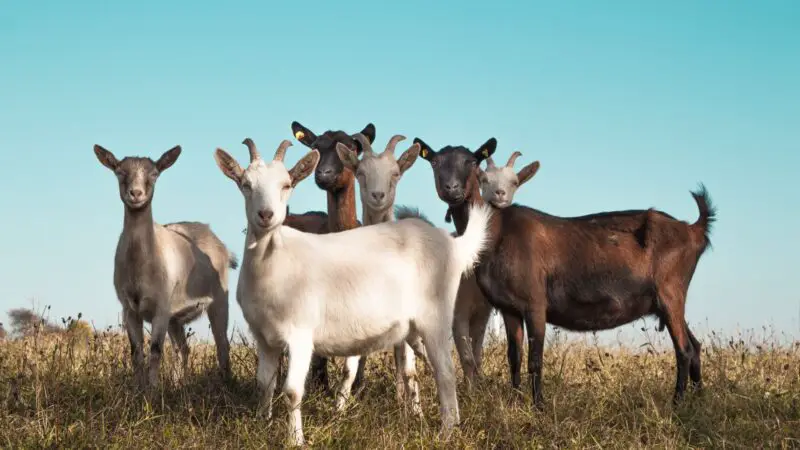 Do Goats Need Deworming