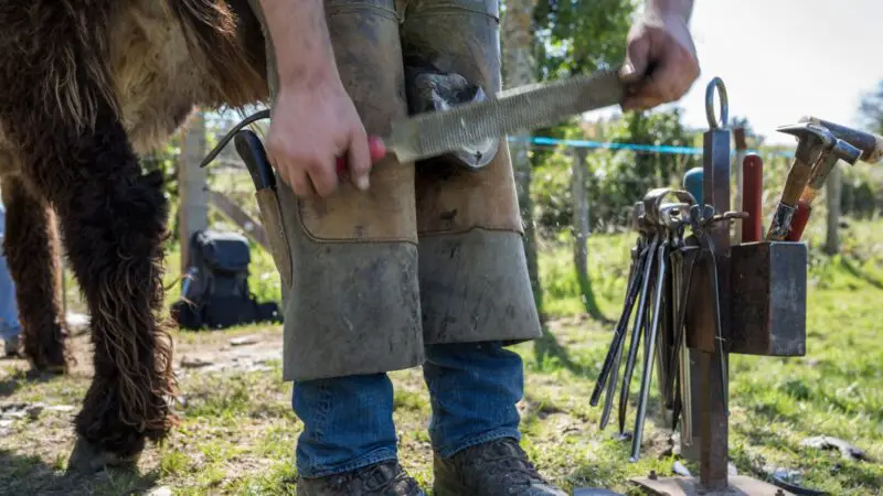 Does Hoof Trimming Hurt Goats