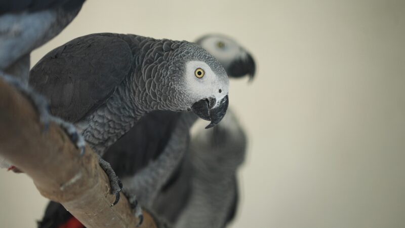 Does UV Light Have an Impact on Parrot’s Life Expectancy