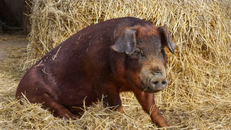 Duroc Pig Identification