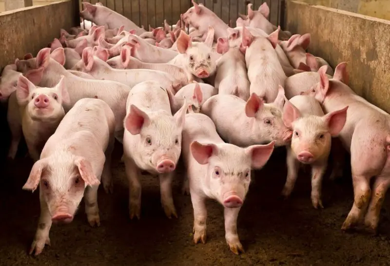 Farm Pig Housing
