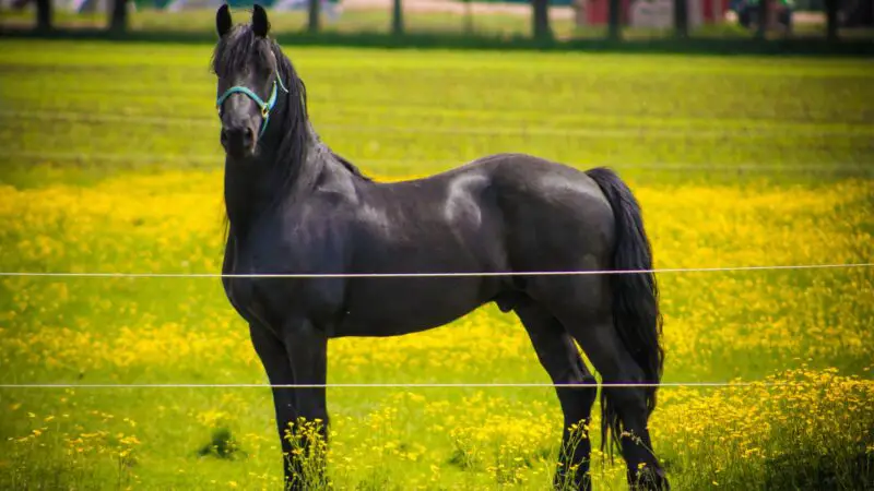 Friesian Horse History