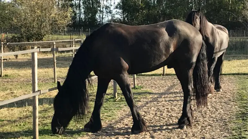 Friesian Horses Common Health Issues