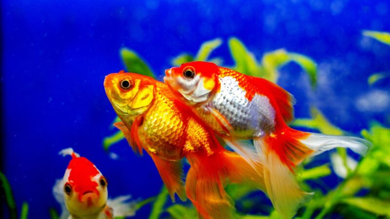Fun Facts About Pet Fishes