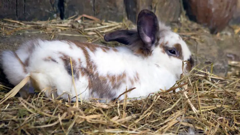 General Dwarf Rabbit Identification