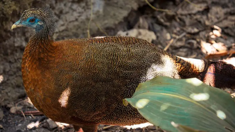 Great Argus Pheasant