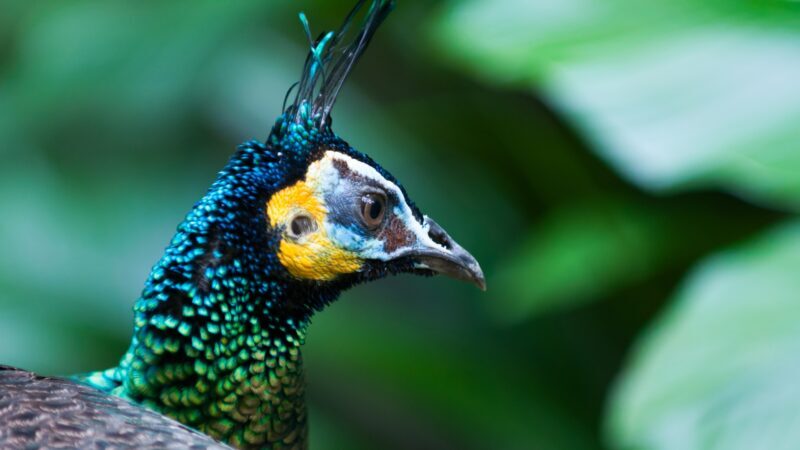 Green Peacock