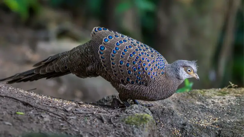 Grey Peacock Pheasant