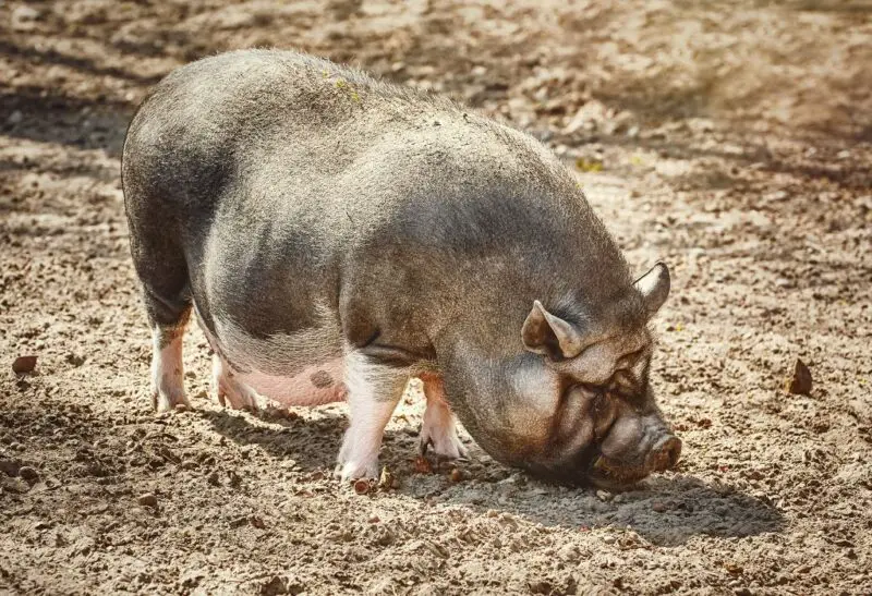 How Big Do Vietnamese Potbelly Pigs Get