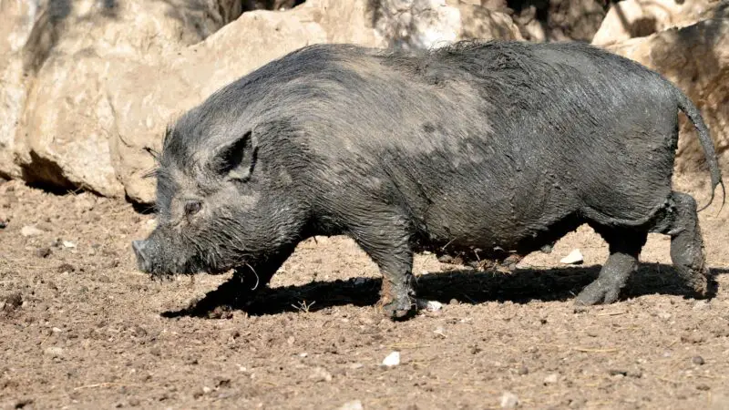 How Big Do Vietnamese Potbelly Pigs Grow