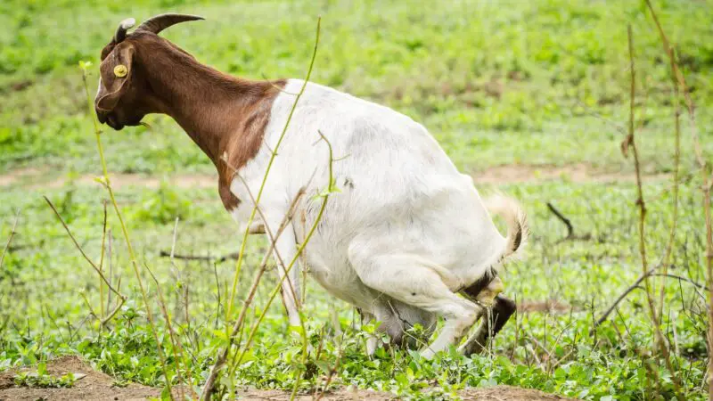 How Can You Tell When a Goat Is About to Give Birth