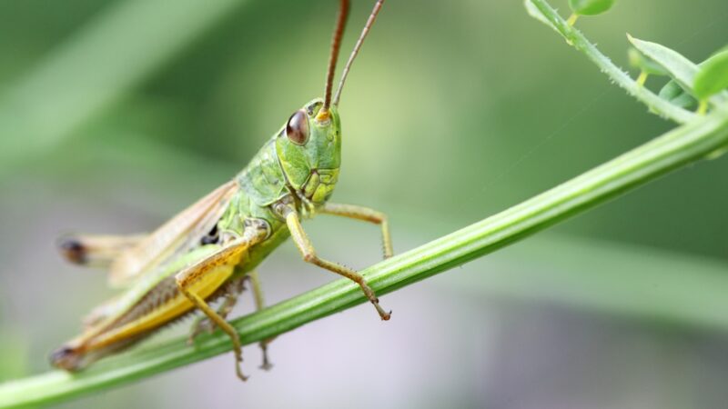 How Do Grasshoppers Defend Themselves