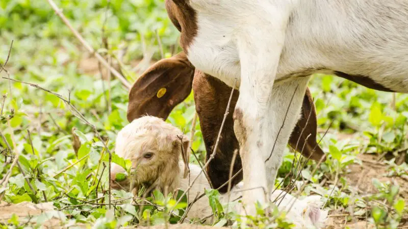 How Do You Deliver a Goat Kid