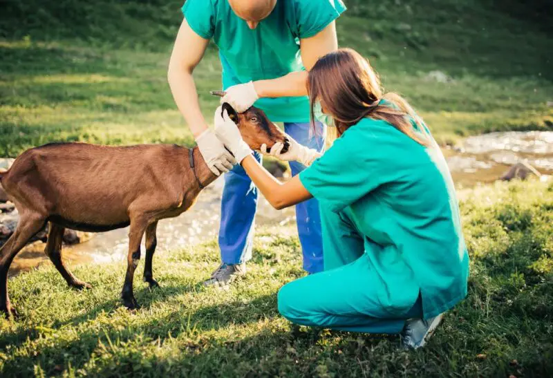 goat-scours-demystified-comprehensive-guide-to-causes-treatments