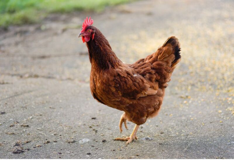 How Fast Do Rhode Island Red Chickens Grow