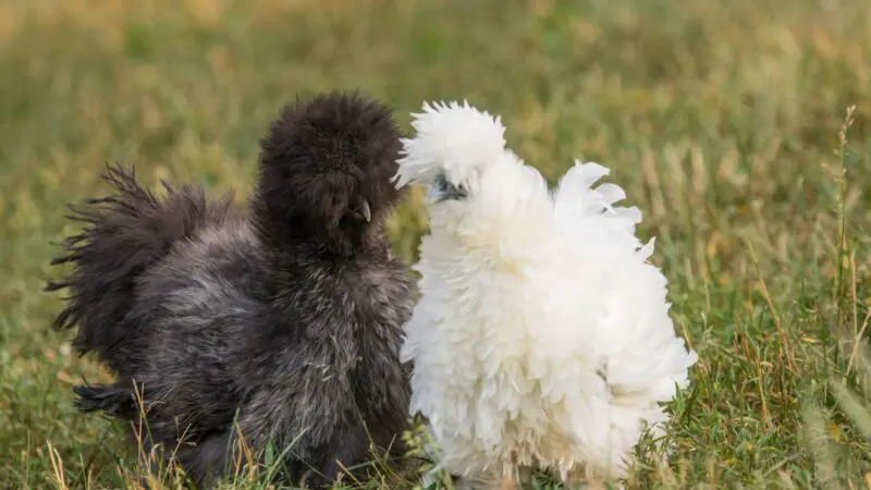 How Fast Do Silkie Chickens Grow