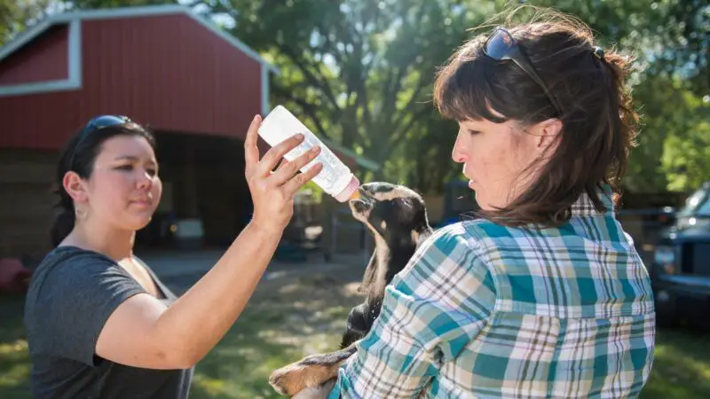 How Long Do You Bottle Feed Baby Goats
