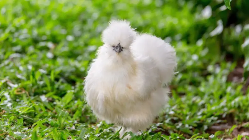 How Long Does a Porcelain Silkie Chicken Live