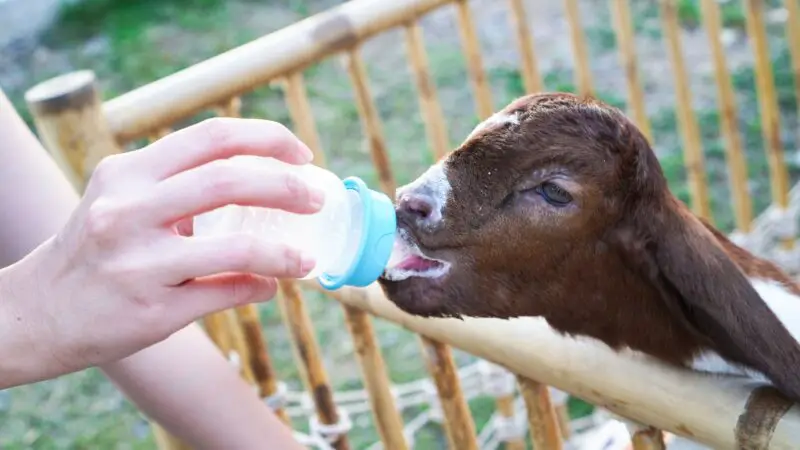 How Many ML of Milk Should a Baby Goat Drink