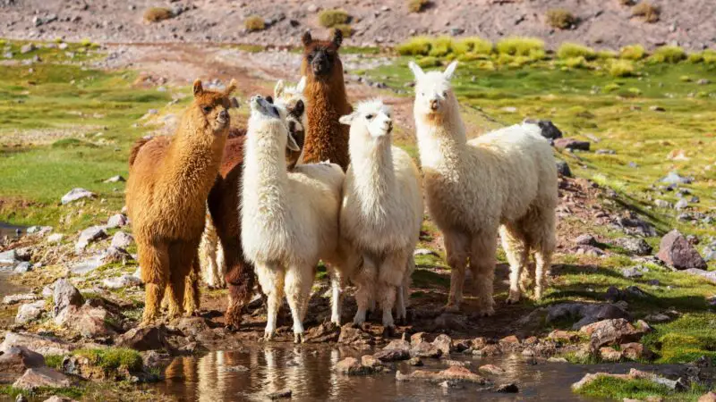 How Much Do Llamas Cost to Keep