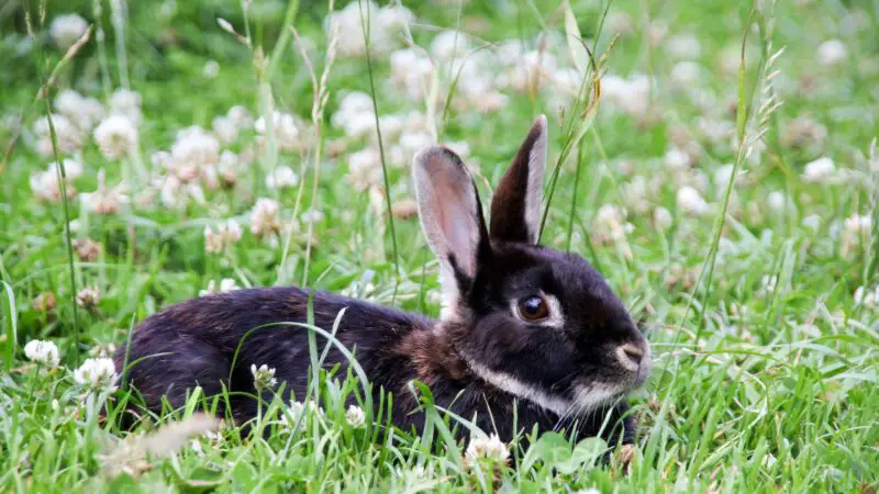 How Much Do Silver Marten Rabbits Cost