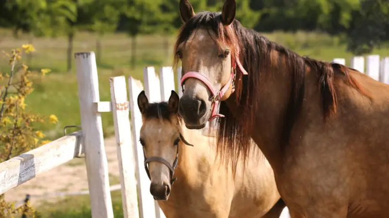 How Much Space Does a Morgan Traditional Horse Need